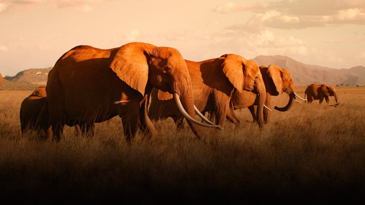 Королева слонов (фильм, 2019)