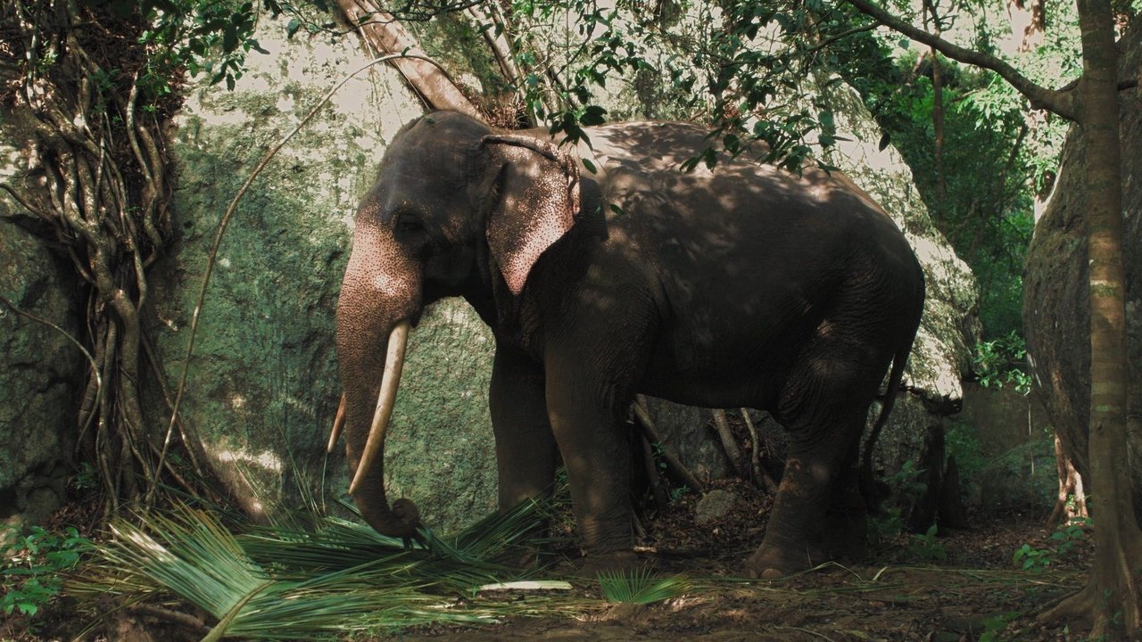 Слоновье кладбище (фильм, 2019)