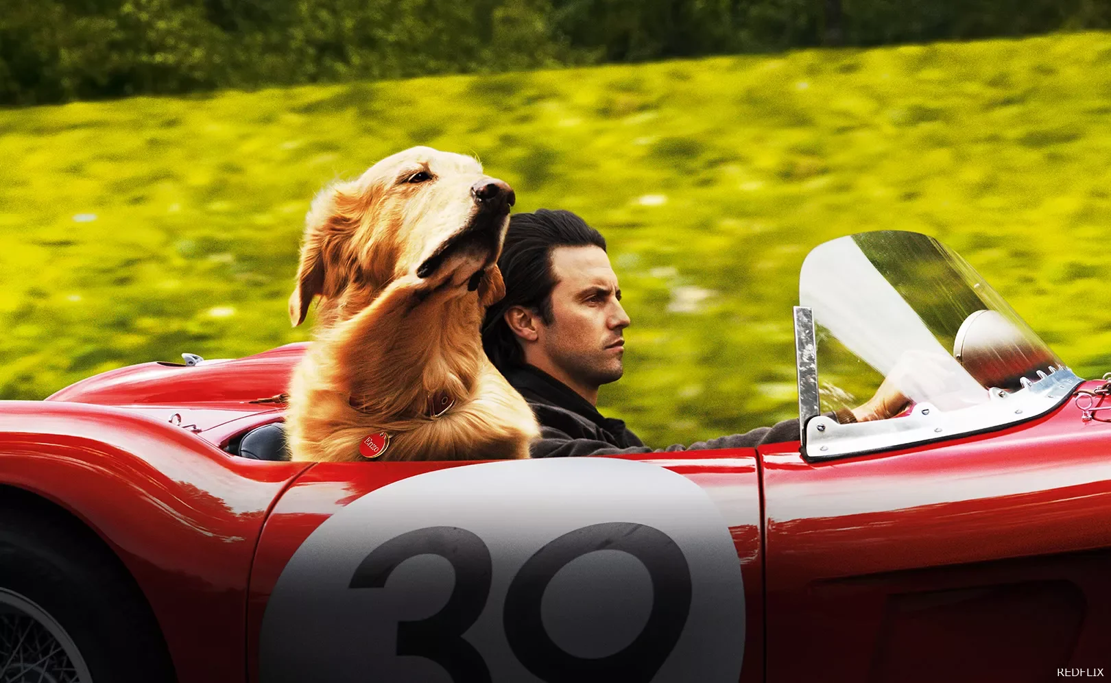 Невероятный мир глазами Энцо